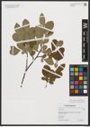 Foto von Salix aurita L. x Salix myrtilloides L.